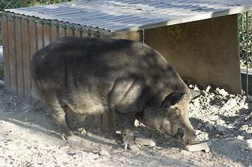 Image showing Wild boar in the zoo