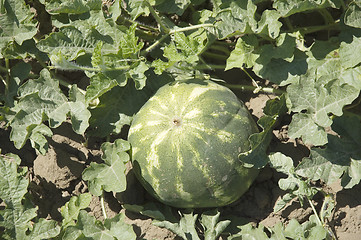 Image showing Water-melon field