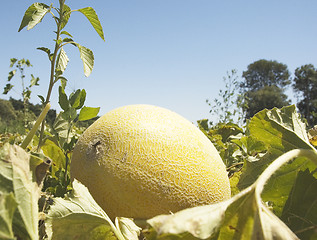 Image showing Field of melons