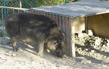 Image showing Wild boar in the zoo