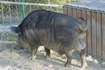 Image showing Wild boar in the zoo