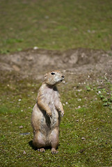 Image showing Black-tailed Prairie Dog