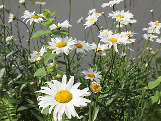 Image showing Daisy flower