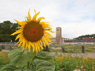 Image showing Sunflower flower