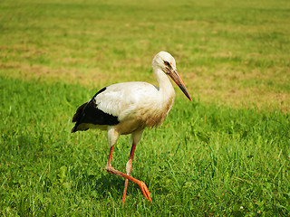 Image showing Stork