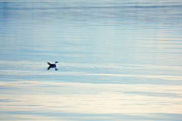 Image showing Gull on of lake