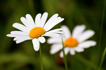 Image showing chamomile