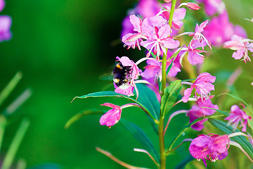 Image showing Bumblebee on a flower willow-against