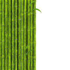 Image showing Bamboo
