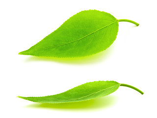 Image showing green leaves