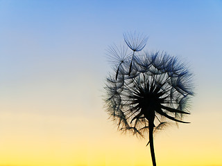 Image showing dandelion