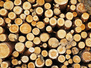 Image showing logs in the forest