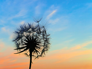 Image showing dandelion