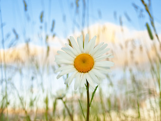 Image showing daisy