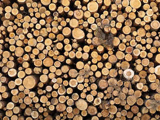 Image showing logs in the forest