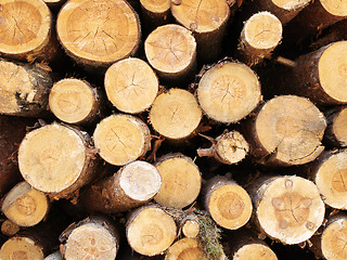 Image showing logs in the forest