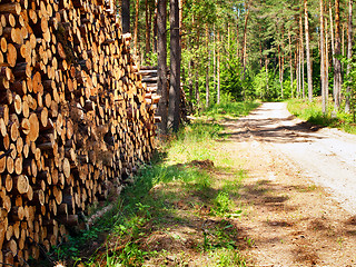 Image showing logs in the forest