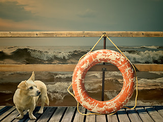 Image showing lifebuoy and dog