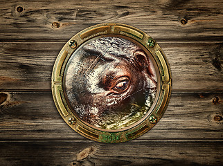 Image showing porthole with hippopotamus 