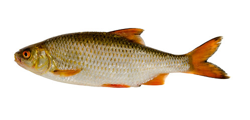 Image showing Roach fish after fishing isolated on white 