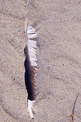 Image showing Bird quill in the sand. Natural sea view. 