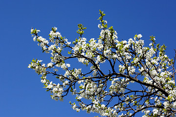 Image showing White plum blossom