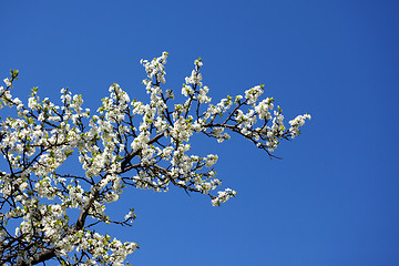 Image showing White plum blossom