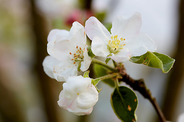 Image showing Blossom apple tree