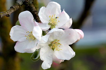 Image showing Blossom apple tree