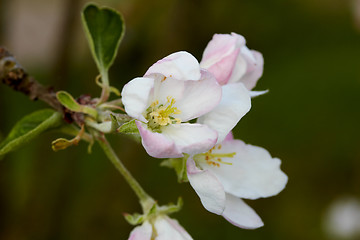 Image showing Blossom apple tree