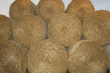 Image showing Hay Rolls