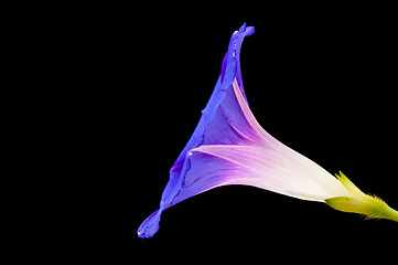 Image showing morning glory