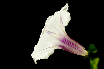 Image showing morning glory