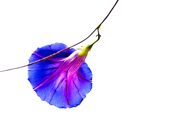 Image showing morning glory, drug of the aztekes