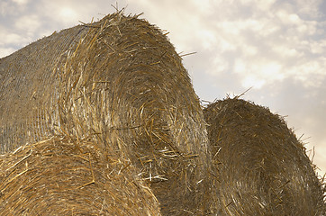 Image showing Hay Rolls