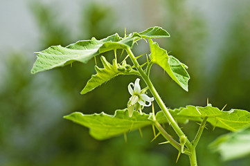Image showing Kantakari,medicine herb of Indian Ayurveda medicine