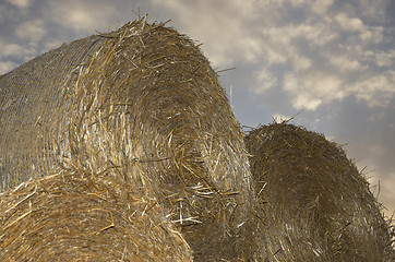 Image showing Rolls of hay