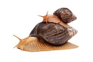 Image showing Snails