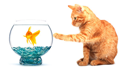 Image showing Goldfish and cat