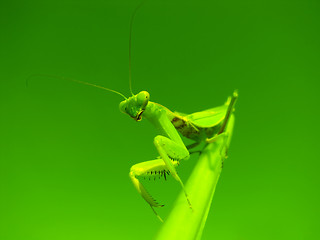 Image showing Mantis