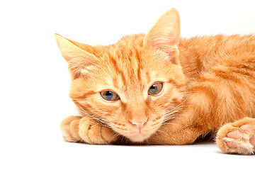 Image showing Cat