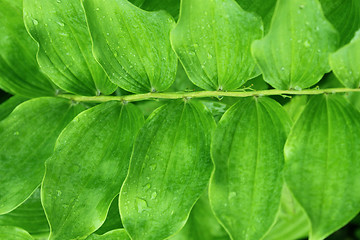 Image showing Green plant with rain droplets