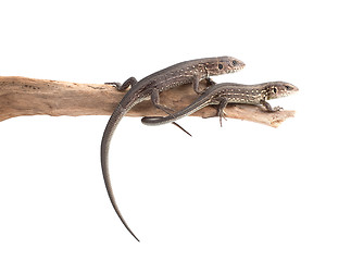 Image showing Lizards on a tree