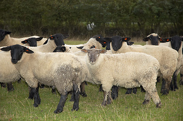 Image showing sheep