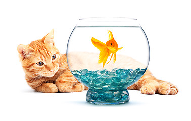 Image showing Goldfish and cat