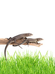 Image showing Lizards on a tree