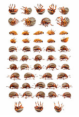 Image showing colorado potato beetles