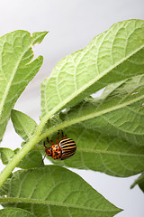 Image showing Colorado potato beetle