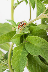 Image showing Colorado potato beetle