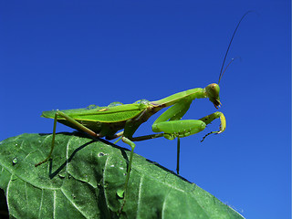Image showing Green mantis